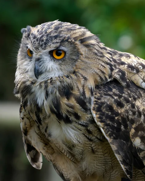 Uhu (Bubo bubo)) — Stockfoto