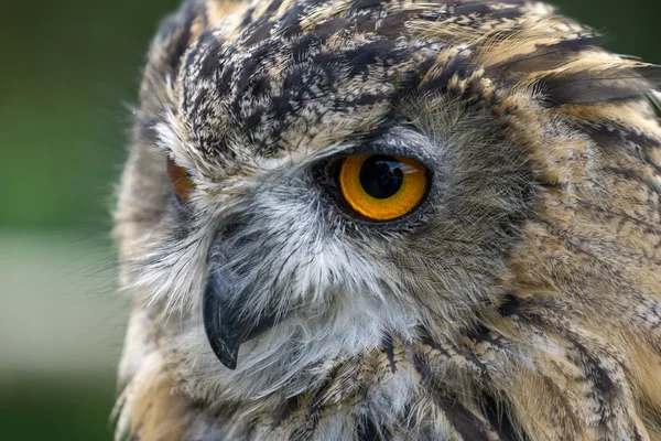 Uhu (Bubo bubo)) — Stockfoto