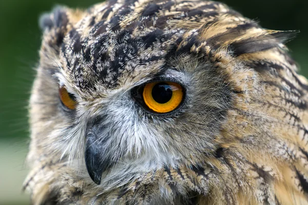 Eurasijská sova (Bubo bubo) — Stock fotografie