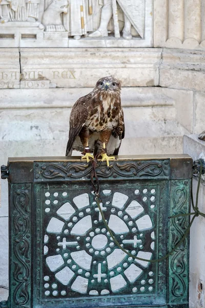 Jastrząb na bramę w podstawowej St Stephens statua Budapeszt — Zdjęcie stockowe