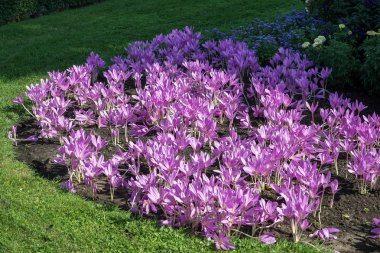 Sonbahar Crocus (Colchicum autumnale)