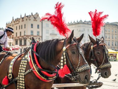 Krakow'daki dekore edilmiş atlar