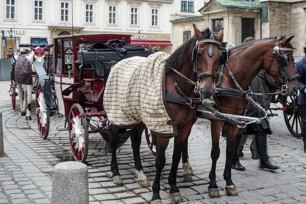Koně a kočár k pronájmu ve Vídni — Stock fotografie