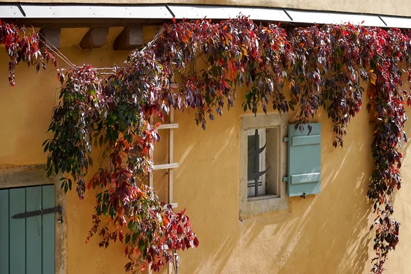 Red vine growing on a house in Rothenburg — Stock Photo, Image