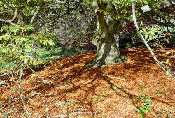 Beech tree leaves in autumn — Stock Photo, Image