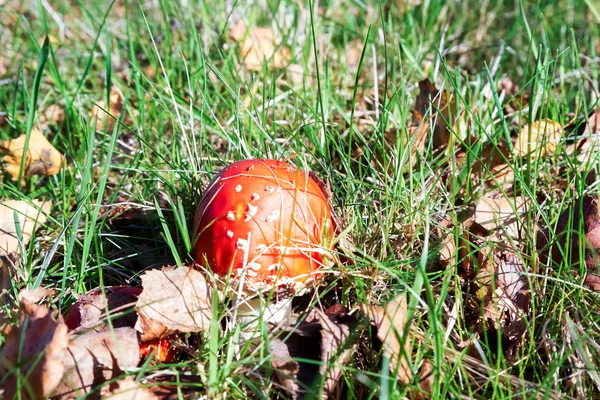 Fly person flugsvamp (amanita muscaria) — Stockfoto