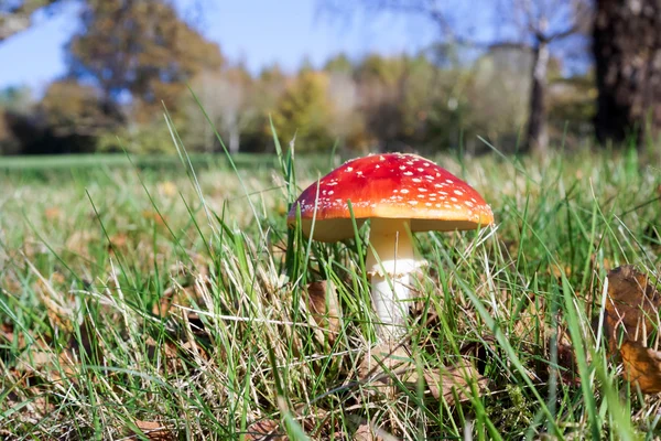 Muchomůrka Muchomůrka (amanita muscaria) — Stock fotografie