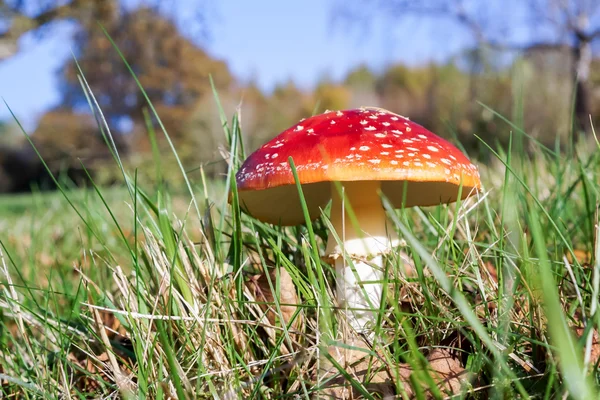 Поганка агарическая (Amanita muscaria) ) — стоковое фото