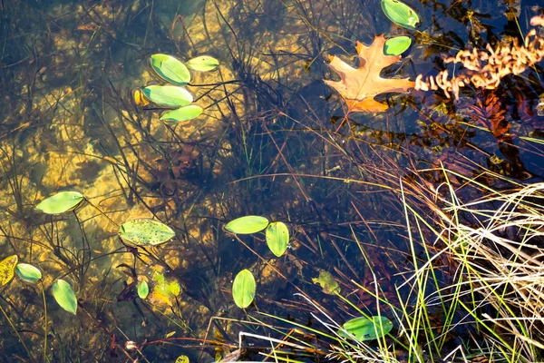 Los jardines de High Beeches en Handcross — Foto de Stock