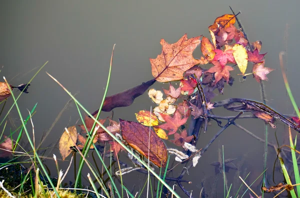 Los jardines de High Beeches en Handcross — Foto de Stock