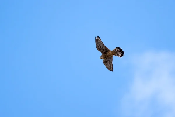 特内里费岛的常见 Kestrel (Falco tinnunculus) — 图库照片