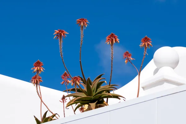 Fynbos Aloe ( Aloe succotrina) — Stock fotografie