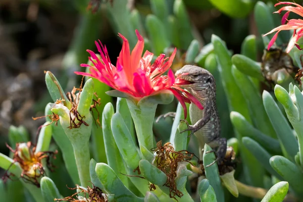 Atlantische Eidechse (gallotia atlantica) — Stockfoto