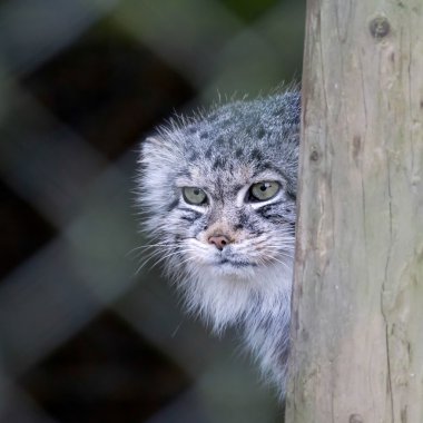 Pallas kedisi (Otocolobus manul)