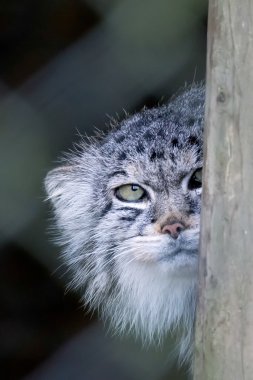 Pallas kedisi (Otocolobus manul)