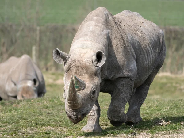 Black Rhinoceros or Hook-lipped Rhinoceros (Diceros bicornis) — Stock Photo, Image