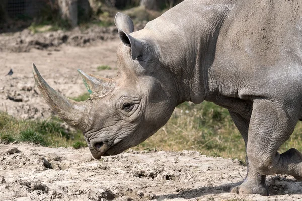 Rinoceronte nero o rinoceronte dalle labbra a uncino (Diceros bicornis) — Foto Stock