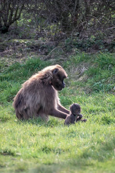 Gelada Baboon (Theropithecus gelada) — Stock Photo, Image