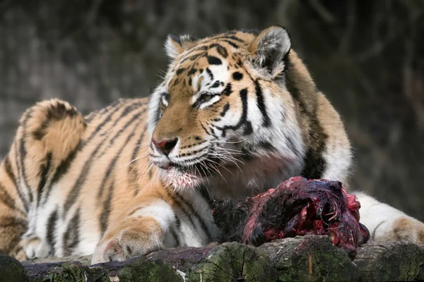 Siberische tijger (PANTHERA TIGRIS ALTAICA)) — Stockfoto