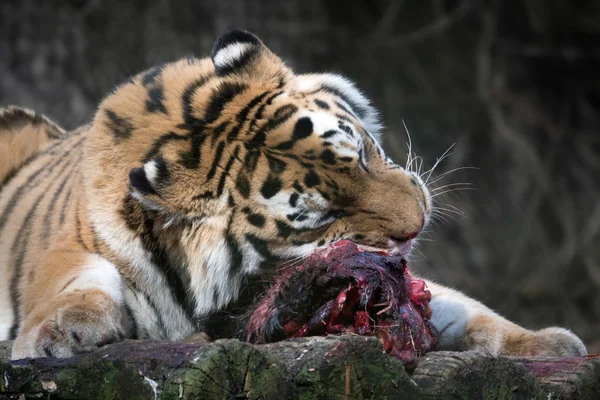 Sibirisk tiger (PANTHERA TIGRIS ALTAICA) — Stockfoto