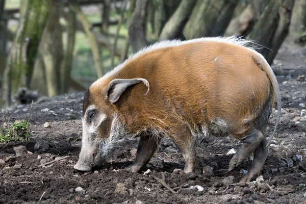 Red River Hog (Potamochoerus porcus) — Stock Photo, Image