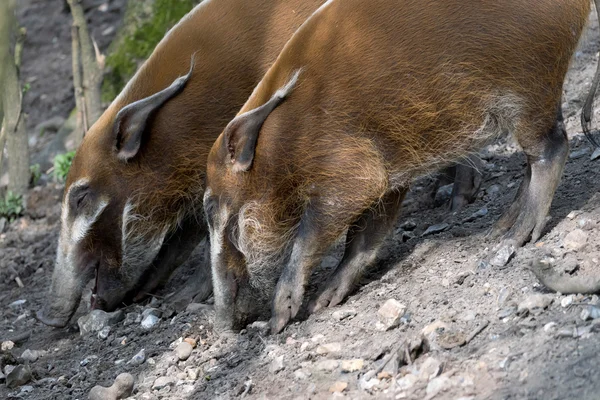 Red River Hog (Potamochoerus porcus) — Stock Photo, Image