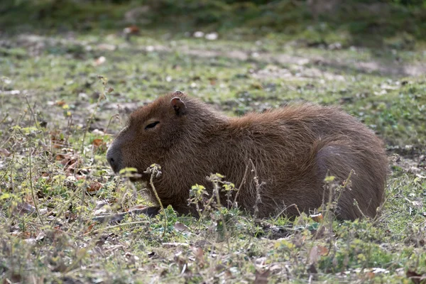 Kapybara (Hydrochoerus hydrochaeris) — Stock fotografie