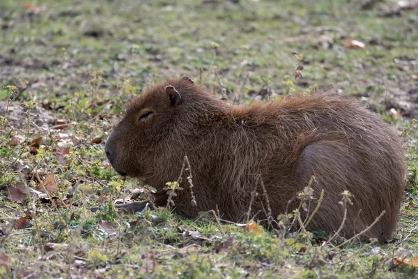 Capybara (Hydrochoerus hydrochaeris) — Stock Photo, Image