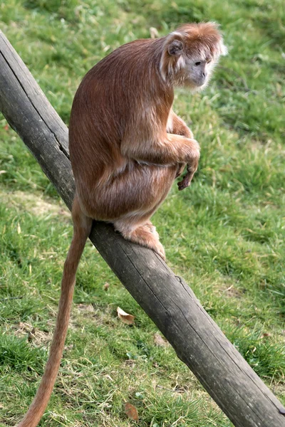 Javan Lutung (Trachypithecus auratus) — Stock Photo, Image