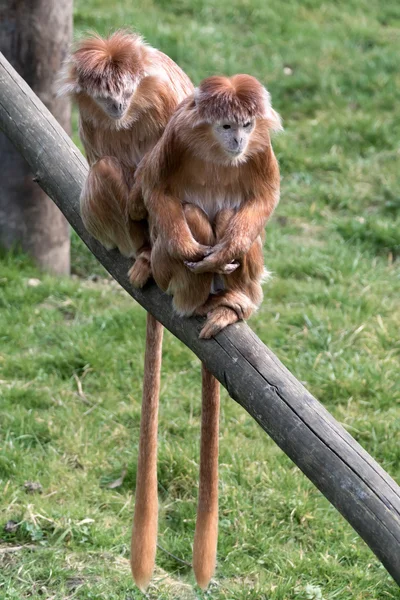 Javan Lutung (Trachypithecus auratus) — Stock Photo, Image