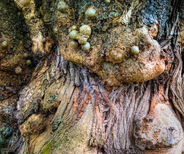 Kůra starého stromu — Stock fotografie