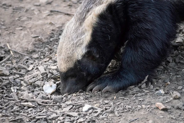 Honey badger (mellivora capensis) — Stock fotografie