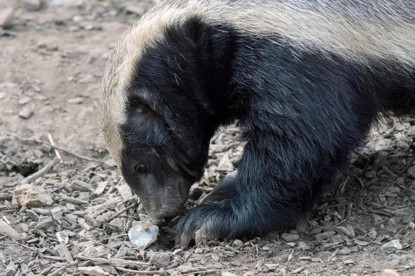 Honey Badger (Mellivora capensis) — Stok Foto