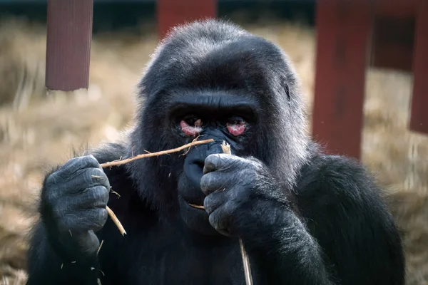 Western Lowland Gorilla (Gorilla gorilla gorilla) — Stock Photo, Image