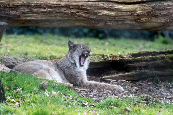 Северная рысь (Felis lynx lynx) ) — стоковое фото