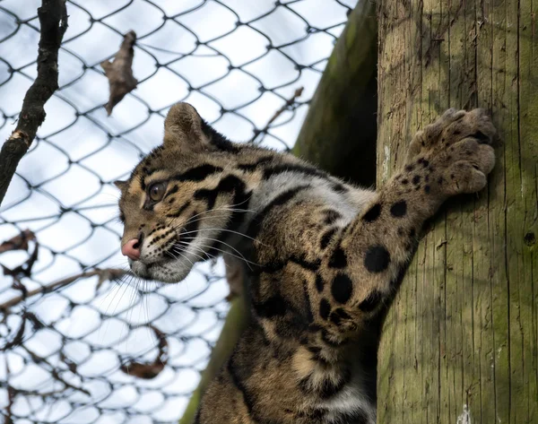 Leopardo nublado (neofelis nebulosa ) — Foto de Stock