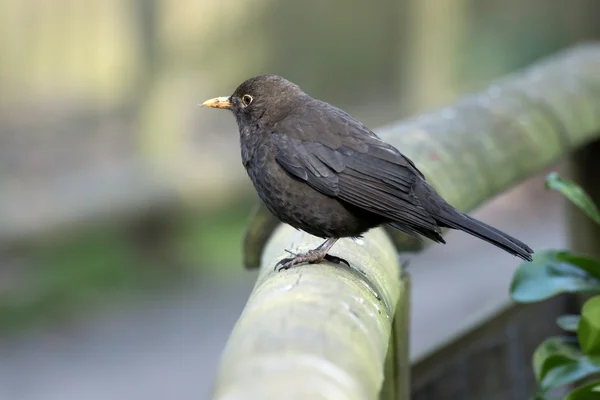 Kvinnliga Koltrast (turdus merula) — Stockfoto