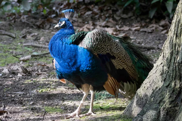 Pfau (pavo cristatus)) — Stockfoto