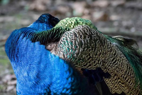 Pfau (pavo cristatus)) — Stockfoto