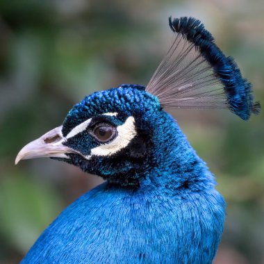 Tavus kuşu (pavo cristatus)