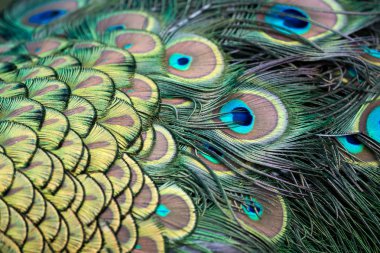 Tavus kuşu (pavo cristatus)