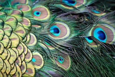 Tavus kuşu (pavo cristatus)