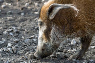 Kızıl nehir domuzu (Potamochoerus porcus)