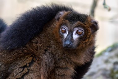 siyah lemur (eulemur macaco)