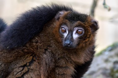 Black Lemur (Eulemur macaco) clipart
