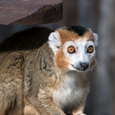 Crowned Lemur (Eulemur coronatus) clipart