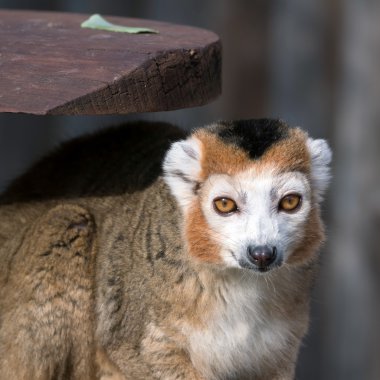 Taç giymiş Lemur (Eulemur taç giyme töreni))