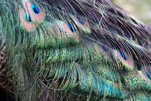 Páv (pavo cristatus) — Stock fotografie