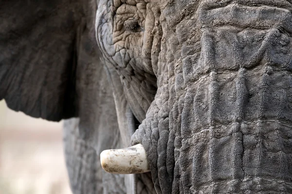 Elefante africano (Loxodonta ) — Fotografia de Stock