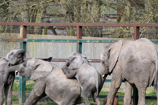 Afrika fili (loxodonta) — Stok fotoğraf